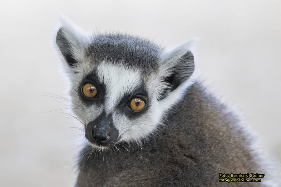 Zoo Vienna - Tiergarten Schönbrunn, Oktober 2026
