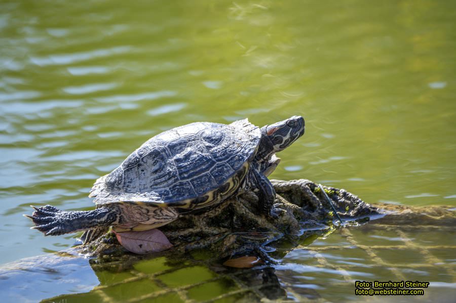 Zoo Vienna - Tiergarten Schönbrunn, Oktober 2026