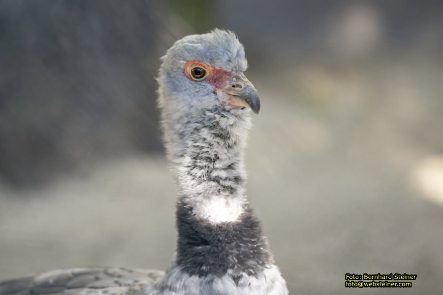 Zoo Vienna - Tiergarten Schönbrunn, Oktober 2026