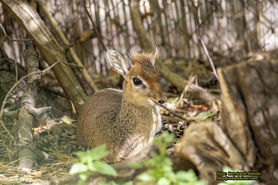 Zoo Vienna - Tiergarten Schönbrunn, Oktober 2026