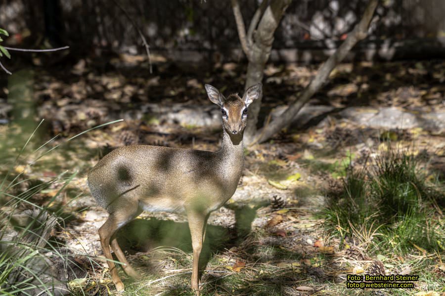 Zoo Vienna - Tiergarten Schönbrunn, Oktober 2026