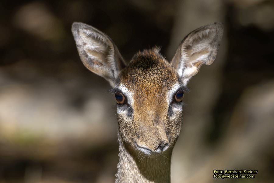 Zoo Vienna - Tiergarten Schönbrunn, Oktober 2026