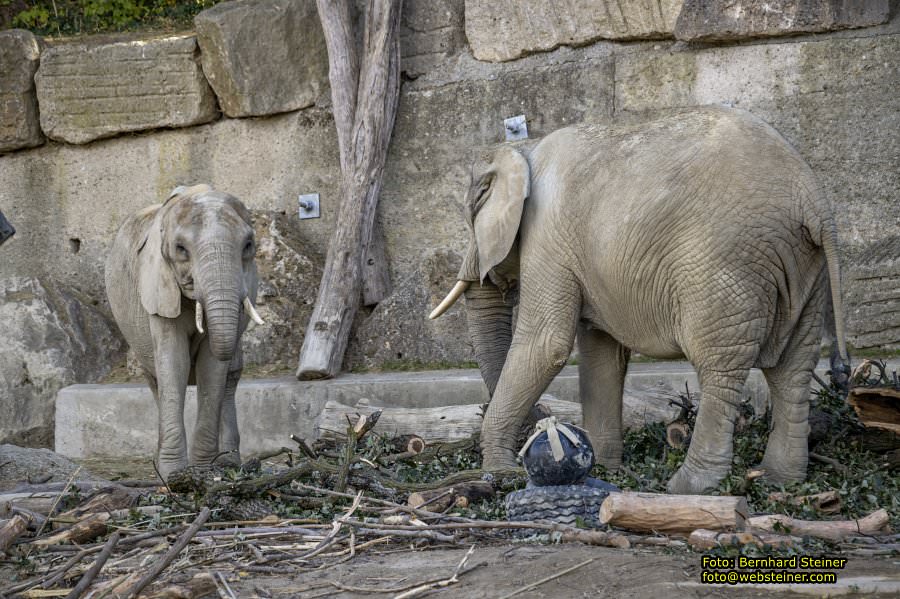 Zoo Vienna - Tiergarten Schönbrunn, Oktober 2026