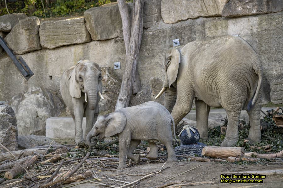 Zoo Vienna - Tiergarten Schönbrunn, Oktober 2026