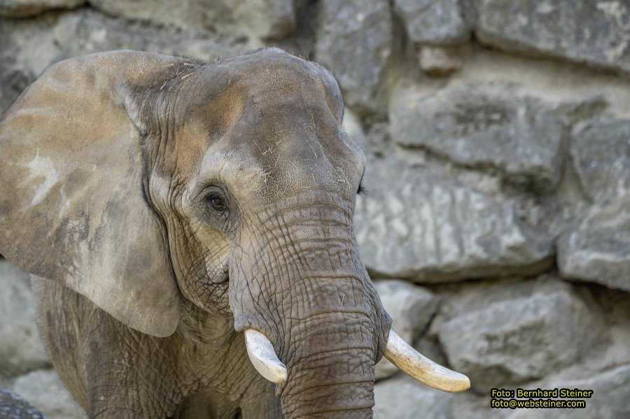 Zoo Vienna - Tiergarten Schönbrunn, Oktober 2026
