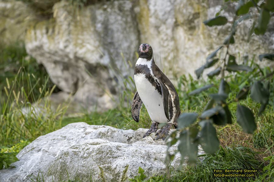 Zoo Vienna - Tiergarten Schönbrunn, Oktober 2026