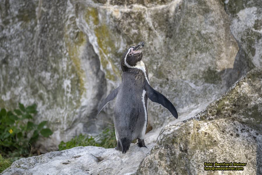 Zoo Vienna - Tiergarten Schönbrunn, Oktober 2026