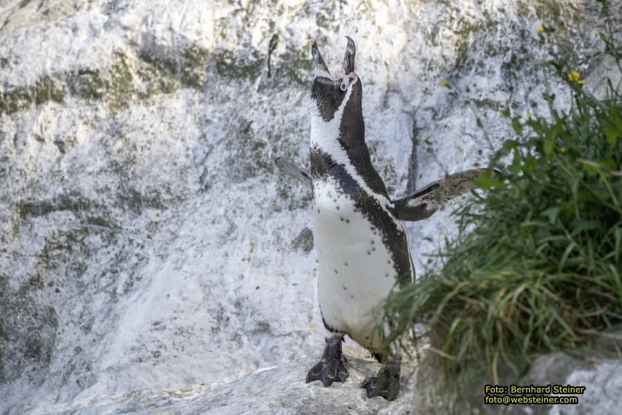 Zoo Vienna - Tiergarten Schönbrunn, Oktober 2026
