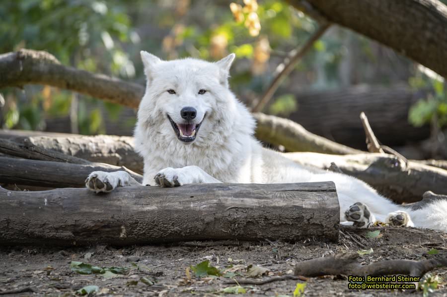 Zoo Vienna - Tiergarten Schönbrunn, Oktober 2026
