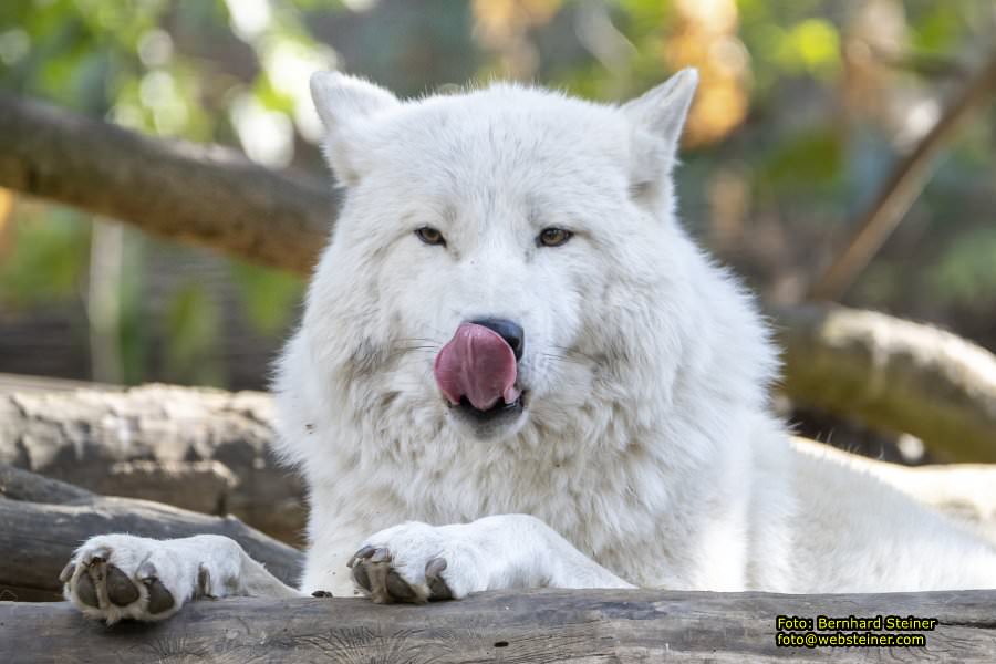 Zoo Vienna - Tiergarten Schönbrunn, Oktober 2026