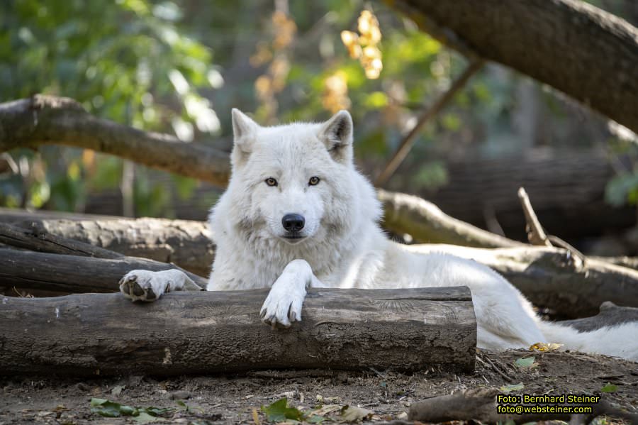 Zoo Vienna - Tiergarten Schönbrunn, Oktober 2026