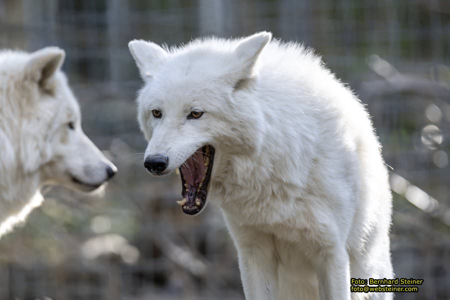 Zoo Vienna - Tiergarten Schönbrunn, Oktober 2026
