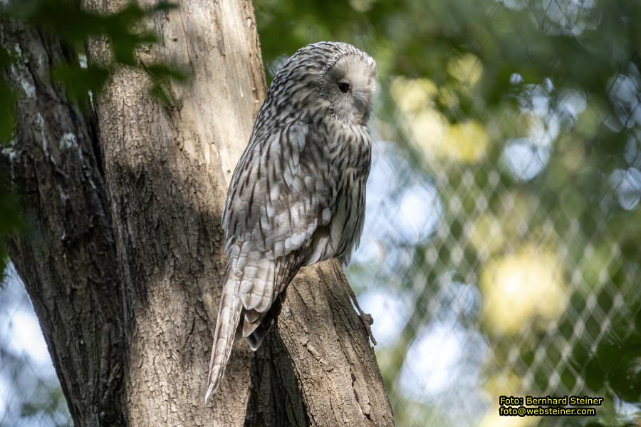 Zoo Vienna - Tiergarten Schönbrunn, Oktober 2026