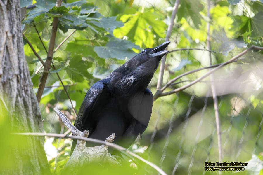 Zoo Vienna - Tiergarten Schönbrunn, Oktober 2026