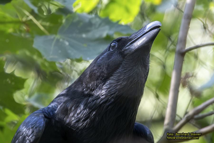 Zoo Vienna - Tiergarten Schönbrunn, Oktober 2026