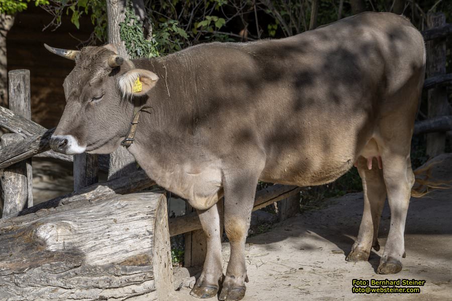 Zoo Vienna - Tiergarten Schönbrunn, Oktober 2026