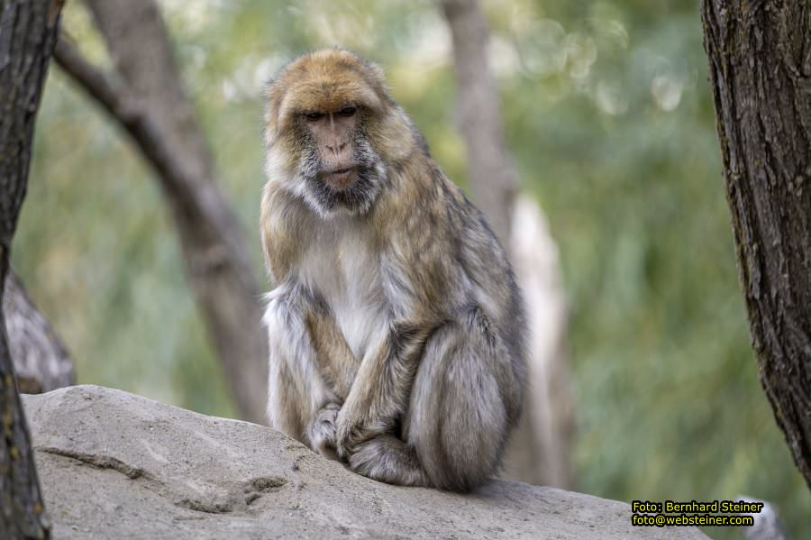 Zoo Vienna - Tiergarten Schönbrunn, Oktober 2026