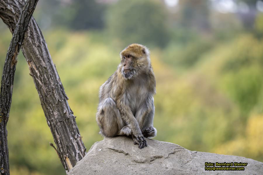 Zoo Vienna - Tiergarten Schönbrunn, Oktober 2026