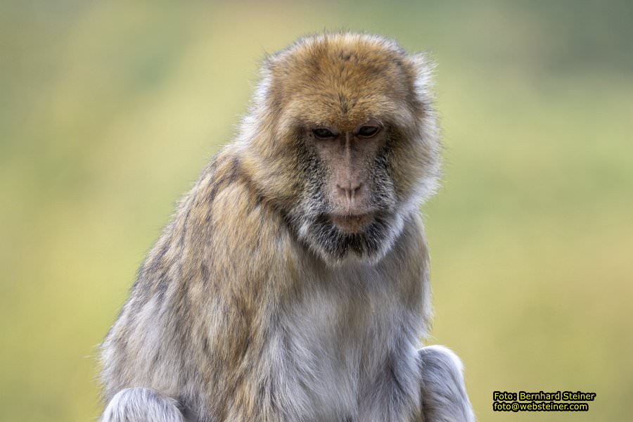 Zoo Vienna - Tiergarten Schönbrunn, Oktober 2026