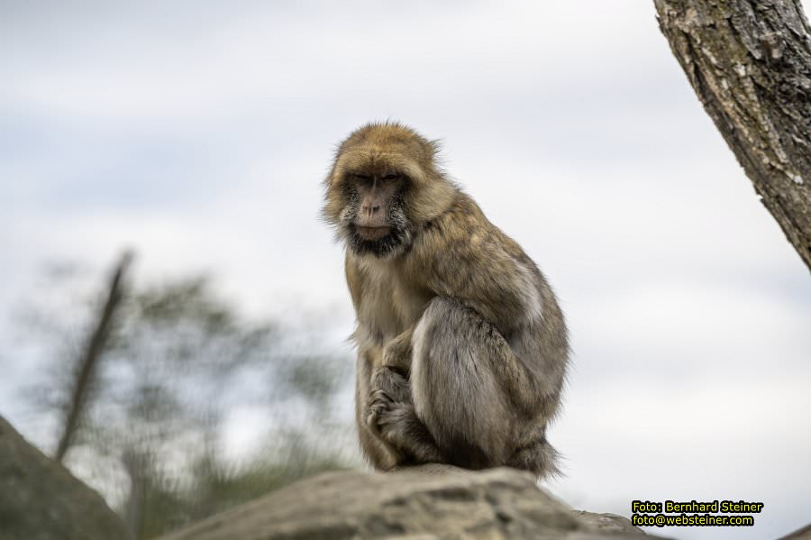 Zoo Vienna - Tiergarten Schönbrunn, Oktober 2026