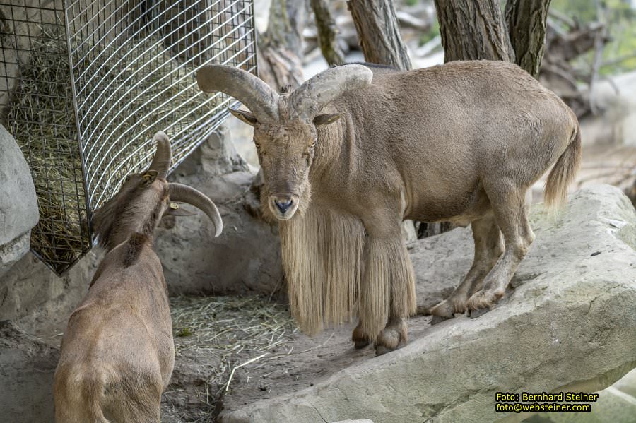 Zoo Vienna - Tiergarten Schönbrunn, Oktober 2026