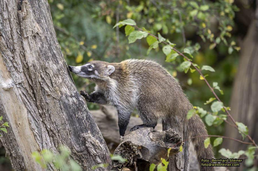 Zoo Vienna - Tiergarten Schönbrunn, Oktober 2026