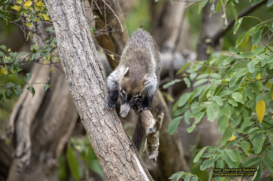 Zoo Vienna - Tiergarten Schönbrunn, Oktober 2026