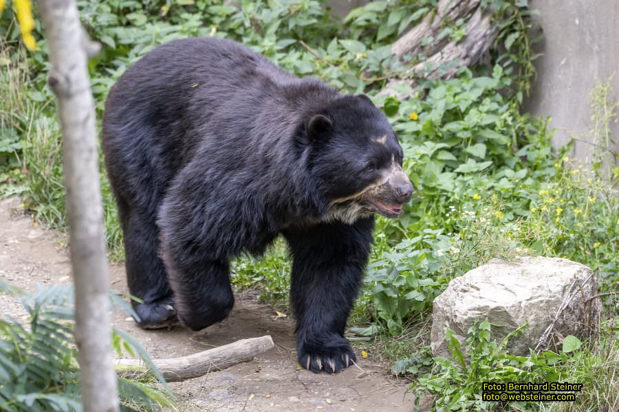 Zoo Vienna - Tiergarten Schönbrunn, Oktober 2026