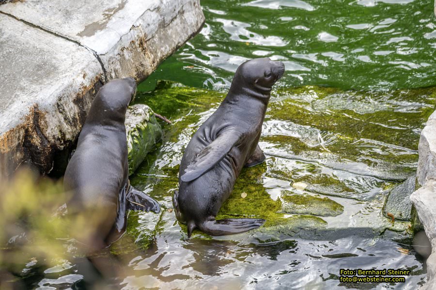 Zoo Vienna - Tiergarten Schönbrunn, Oktober 2026