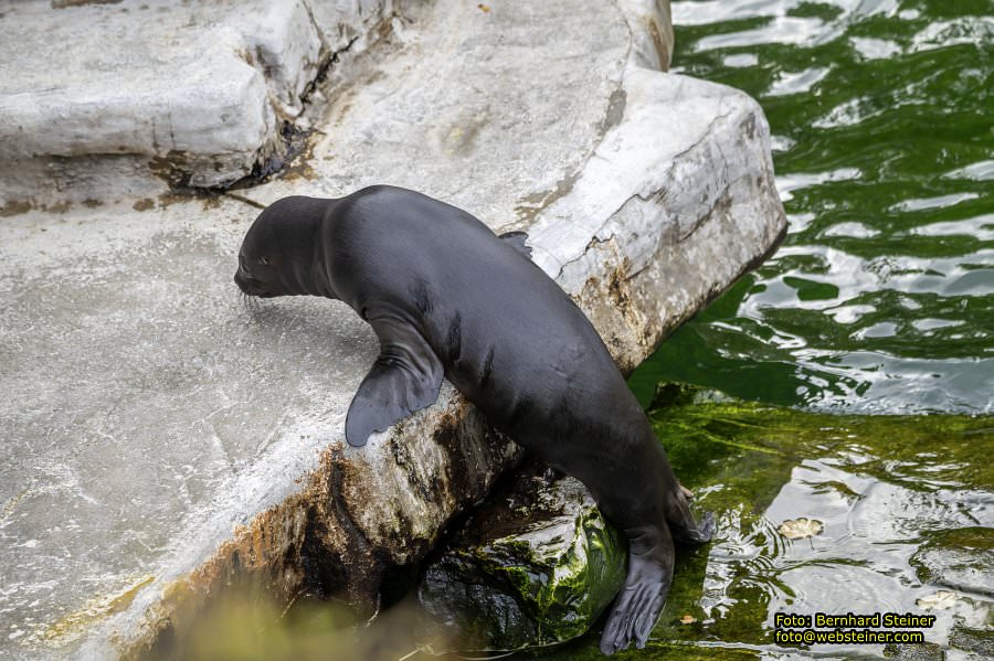 Zoo Vienna - Tiergarten Schönbrunn, Oktober 2026