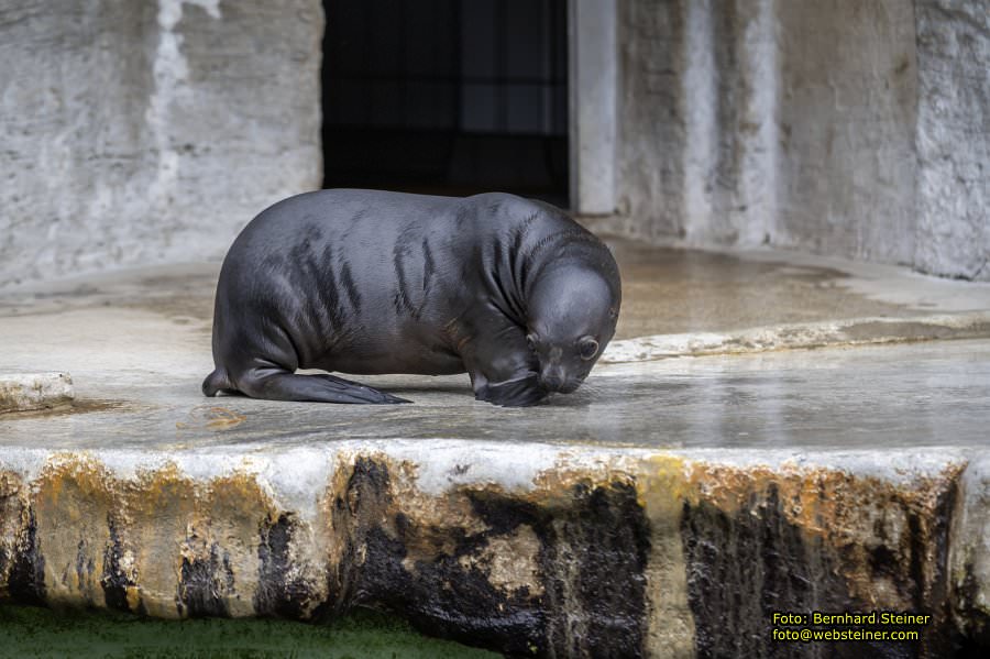 Zoo Vienna - Tiergarten Schönbrunn, Oktober 2026