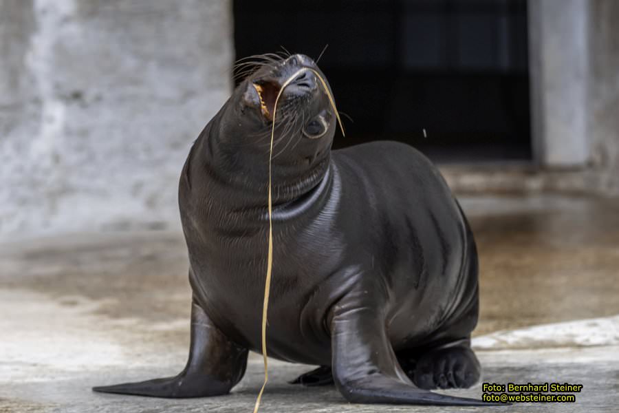 Zoo Vienna - Tiergarten Schönbrunn, Oktober 2026