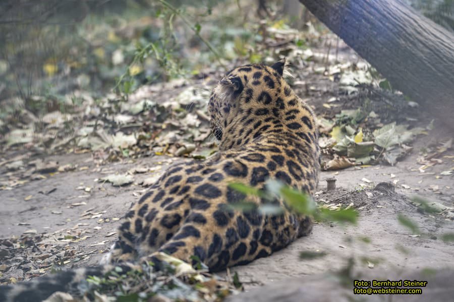 Zoo Vienna - Tiergarten Schönbrunn, Oktober 2026