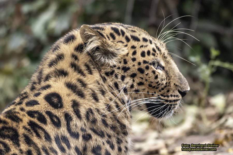 Zoo Vienna - Tiergarten Schönbrunn, Oktober 2026