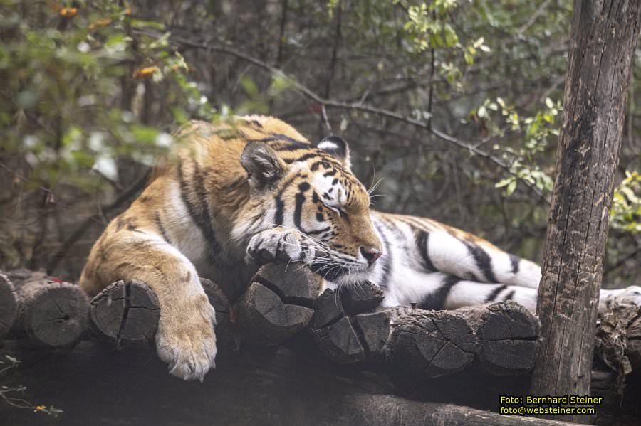 Zoo Vienna - Tiergarten Schönbrunn, Oktober 2026