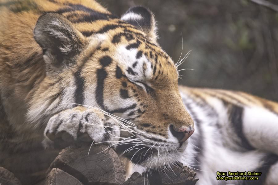 Zoo Vienna - Tiergarten Schönbrunn, Oktober 2026