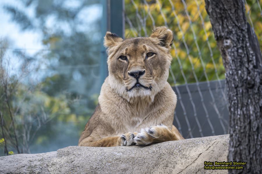 Zoo Vienna - Tiergarten Schönbrunn, Oktober 2026