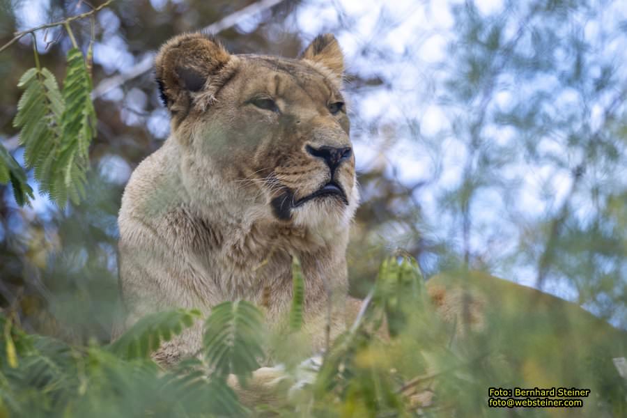 Zoo Vienna - Tiergarten Schönbrunn, Oktober 2026