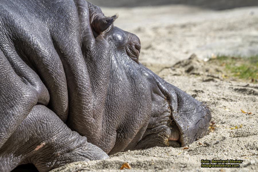 Zoo Vienna - Tiergarten Schönbrunn, Oktober 2026