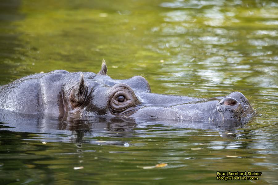 Zoo Vienna - Tiergarten Schönbrunn, Oktober 2026