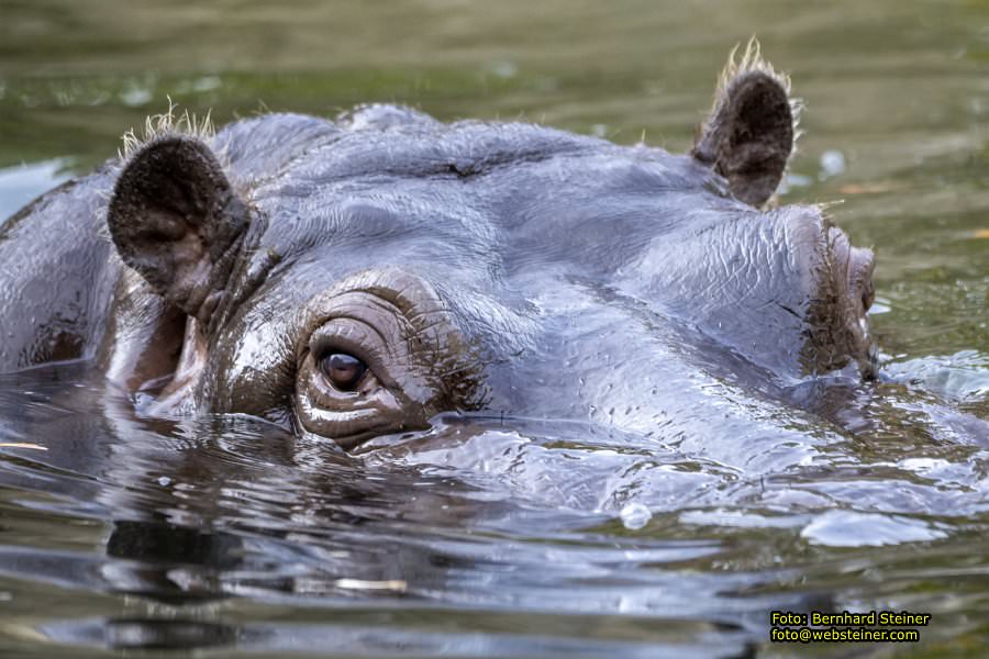 Zoo Vienna - Tiergarten Schönbrunn, Oktober 2026