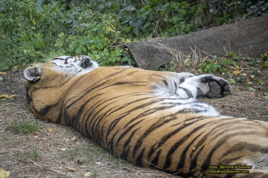 Zoo Vienna - Tiergarten Schönbrunn, Oktober 2026