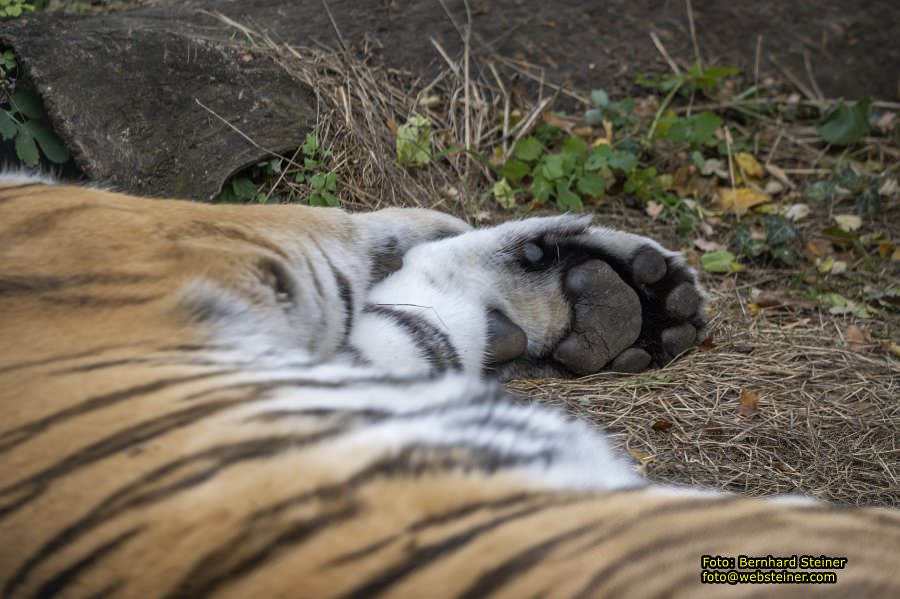 Zoo Vienna - Tiergarten Schönbrunn, Oktober 2026