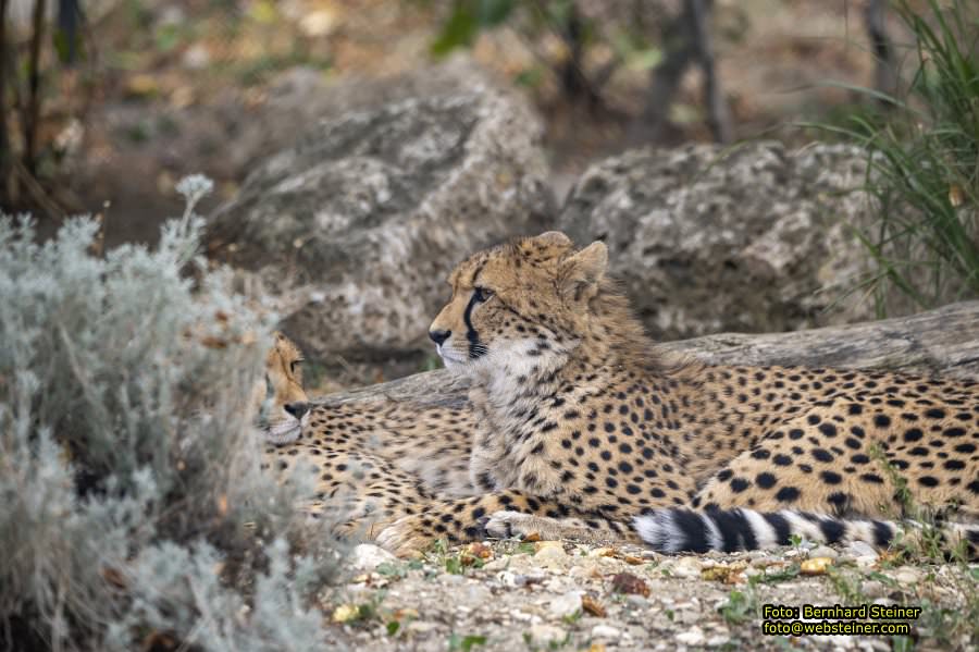 Zoo Vienna - Tiergarten Schönbrunn, Oktober 2026
