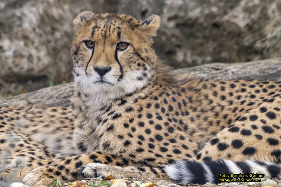 Zoo Vienna - Tiergarten Schönbrunn, Oktober 2026