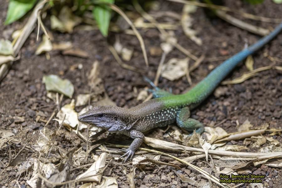 Zoo Vienna - Tiergarten Schönbrunn, Oktober 2026