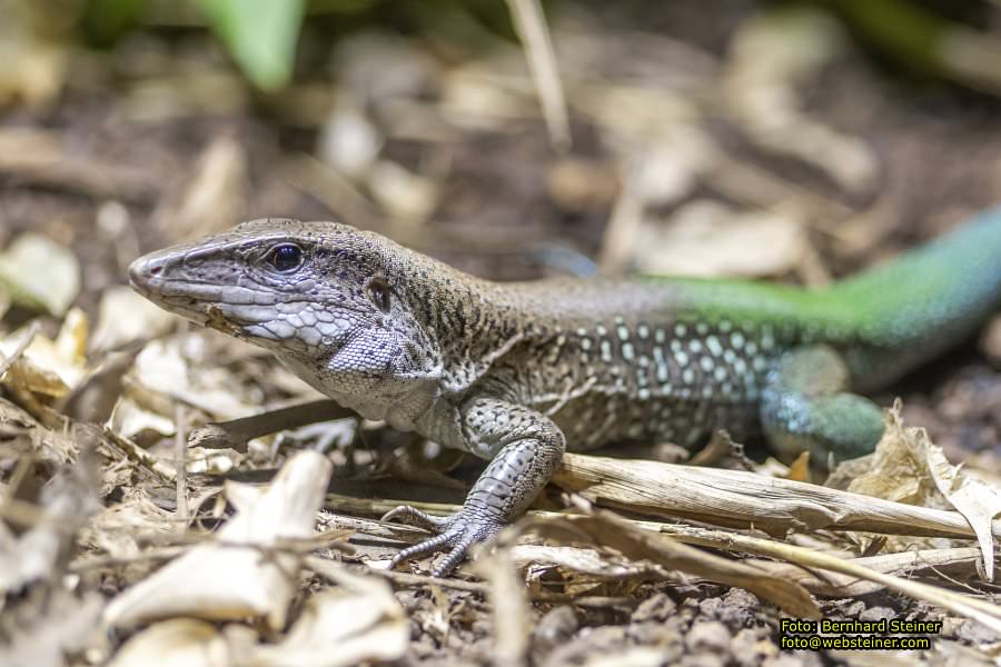 Zoo Vienna - Tiergarten Schönbrunn, Oktober 2026