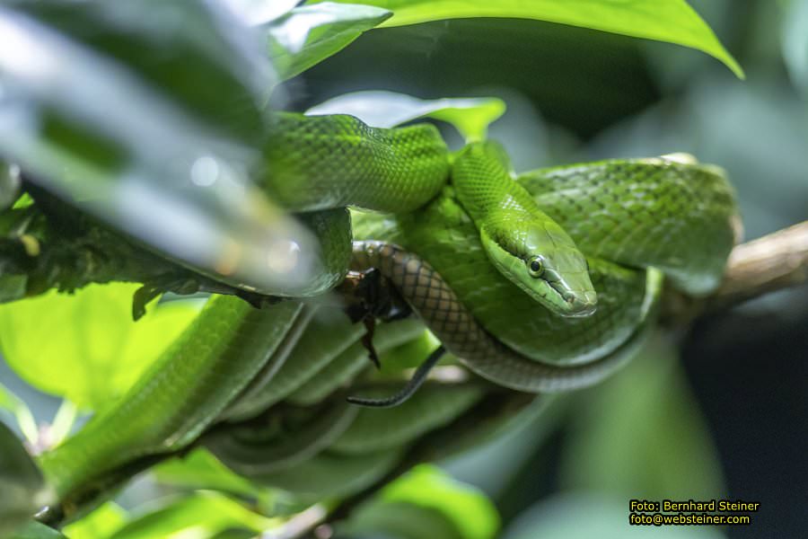 Zoo Vienna - Tiergarten Schönbrunn, Oktober 2026