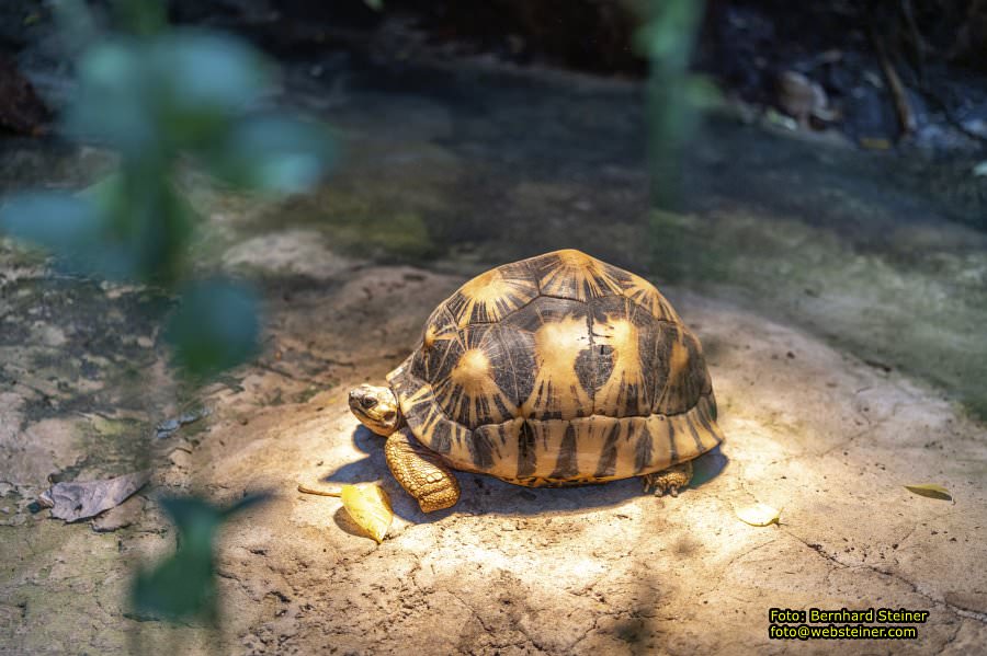 Zoo Vienna - Tiergarten Schönbrunn, Oktober 2026