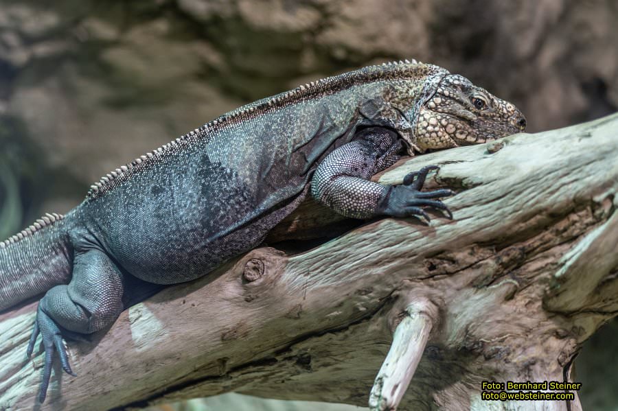 Zoo Vienna - Tiergarten Schönbrunn, Oktober 2026